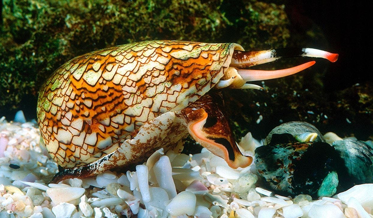 One of the world's most poisonous sea creatures; Cone Snail. | Cone snail, Deadly animals ...