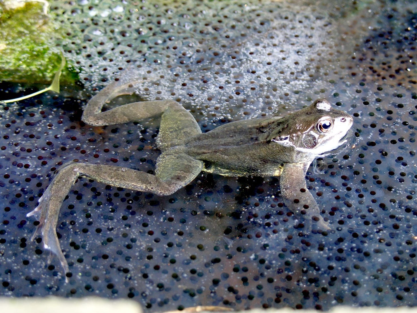 File:Frog in frogspawn.jpg - Wikimedia Commons