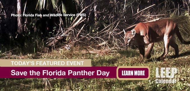 Male panther at the Florida Panther National Wildlife Refuge. Photo by FWS, 2018.