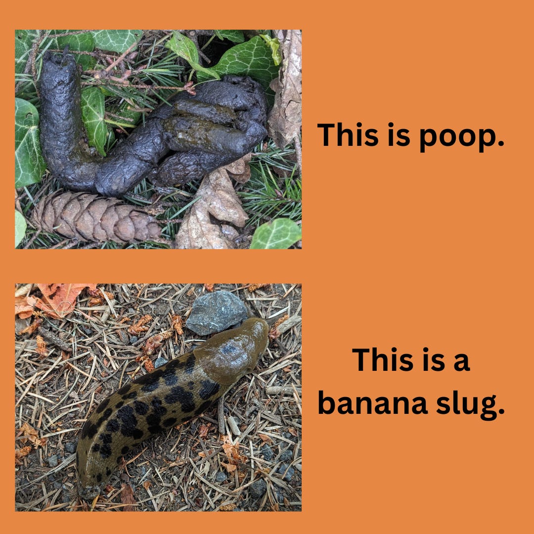 An image of dog feces and a brown spotted slug.