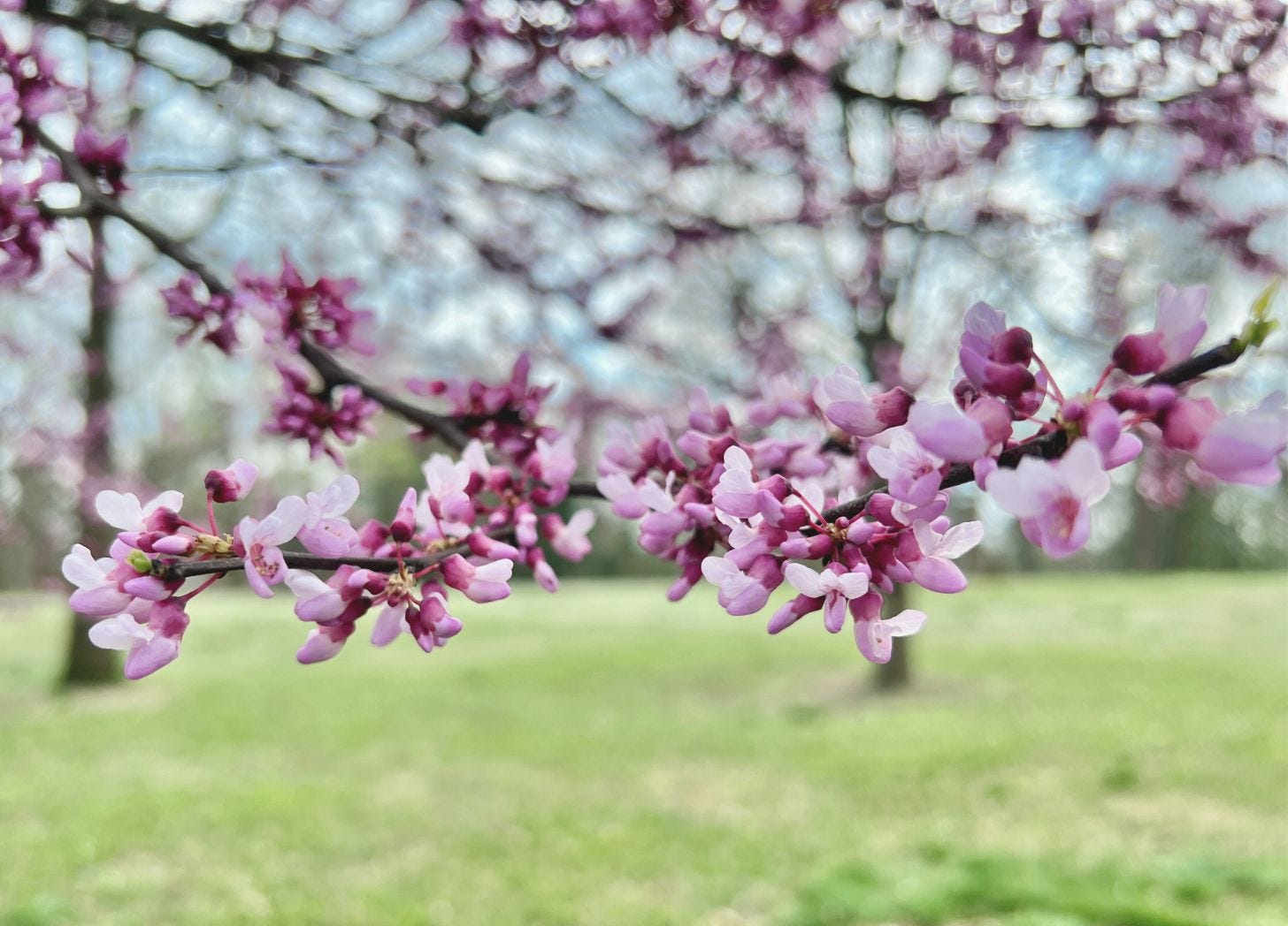 The Redbud Trees, part 2 - by Jennifer McClain Singleton