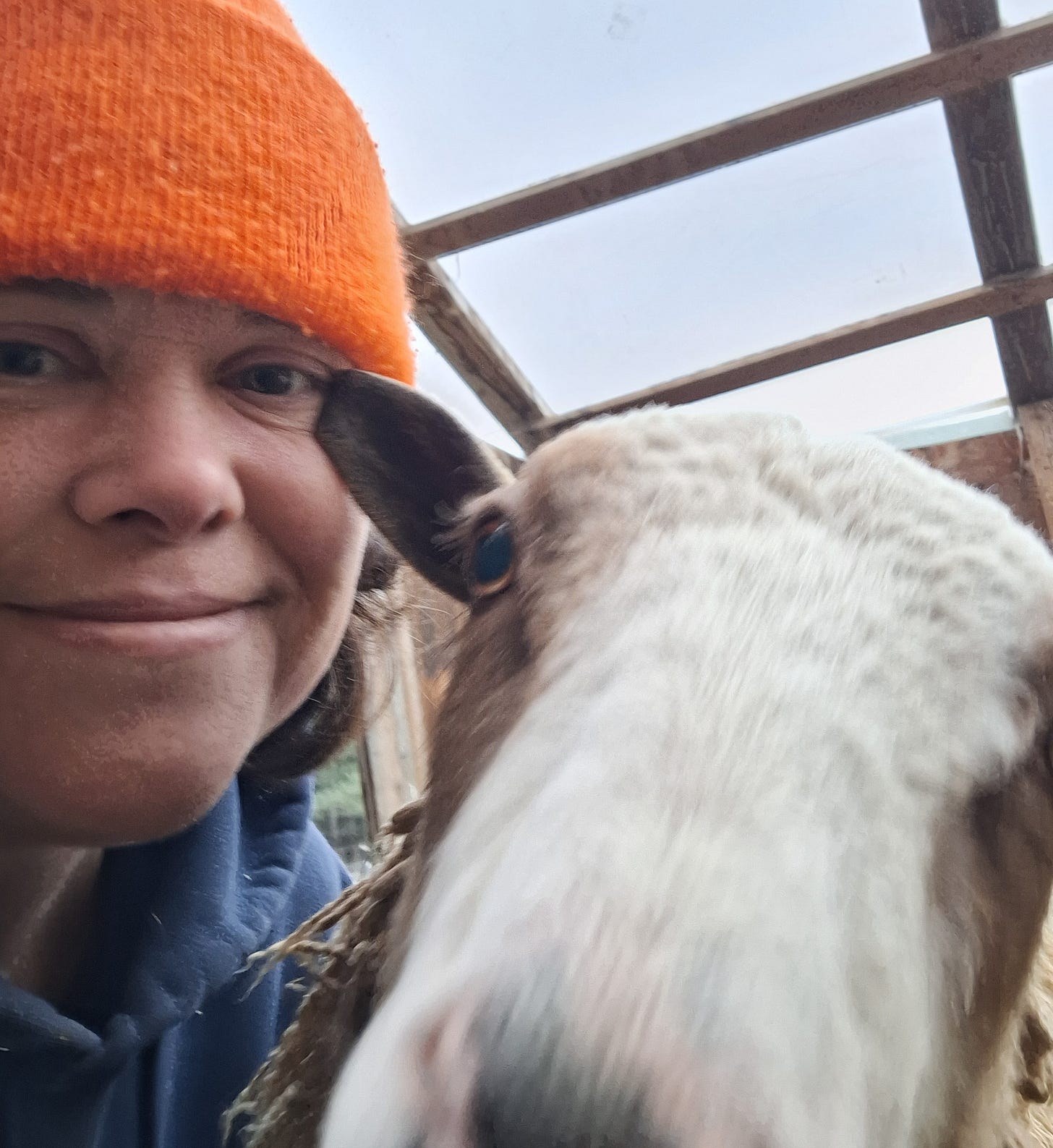 sheep care pedicure hoof trimming