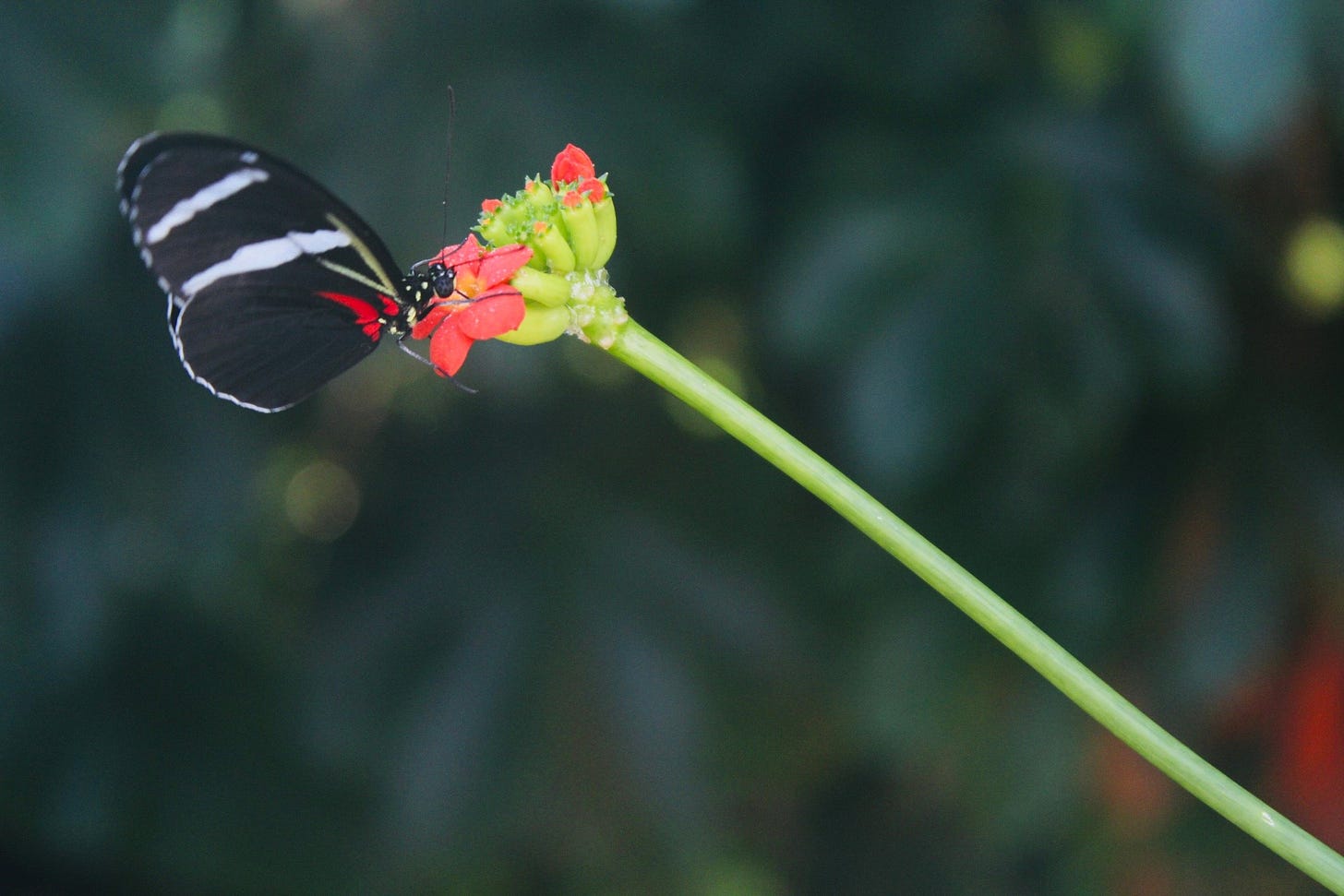 A black and white butterfly perches on a tiny flower at the end of a long green stem