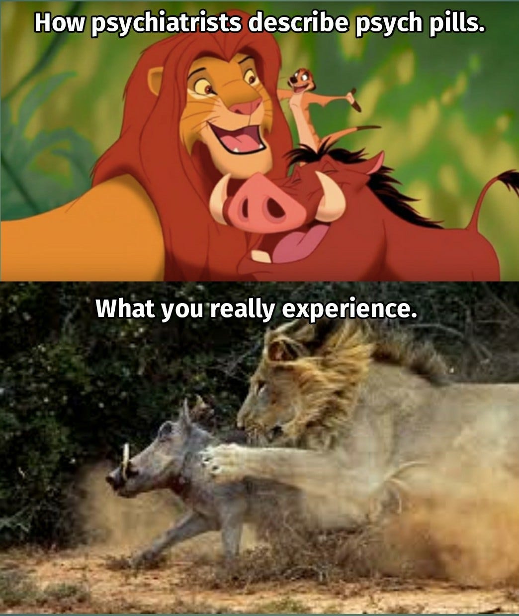 A scene from the movie, the Lion King labeled "How psychiatrist describe psych pills" and a scene of a lion hunting a boar labeled "What you really experience."