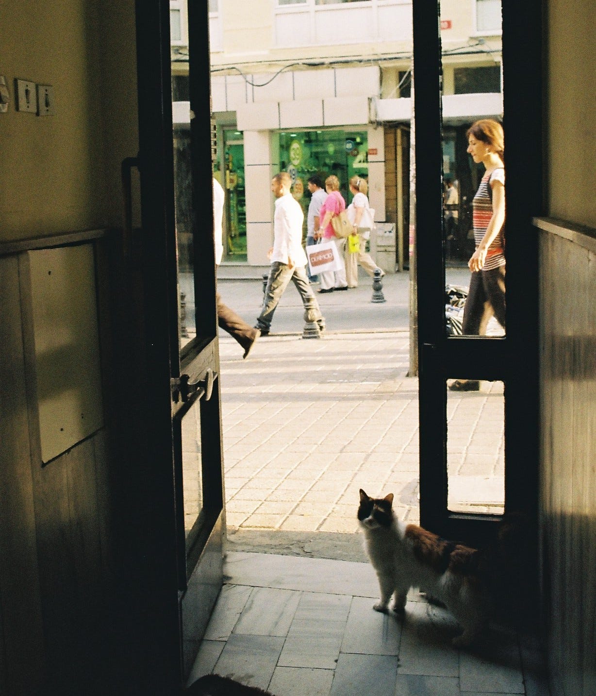 A cat looking back before heading out to a crowded street
