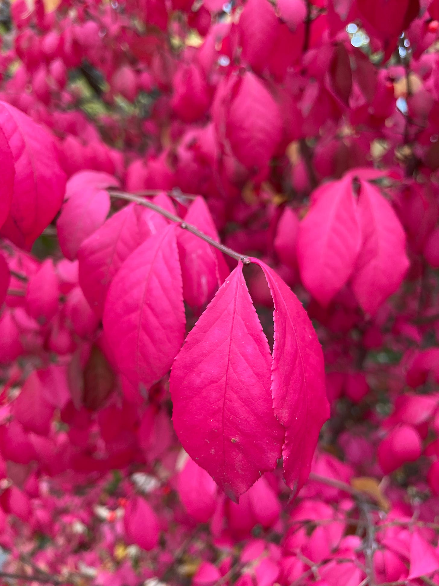 Incredibly saturated magenta pink leaves of a burning bush in Toronto in October.