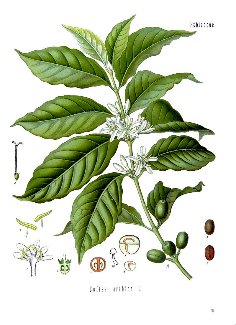 Illustration of a single branch of a plant. Broad, ribbed leaves are accented by small white flowers at the base of the stalk. On the edge of the drawing are cutaway diagrams of parts of the plant.