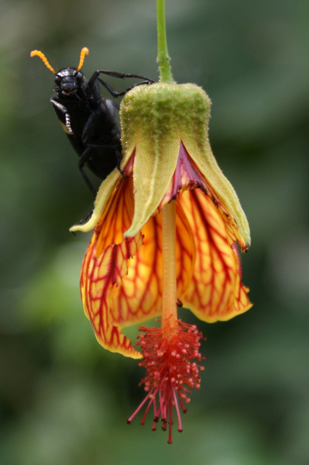 A Hycleus Blister Beetle perched atop an Abutilon Striatum flower.