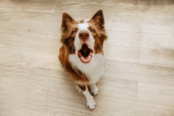 Portrait brown border collie barking at home. High angle view Portrait brown border collie barking at home. High angle view barking dog stock pictures, royalty-free photos & images