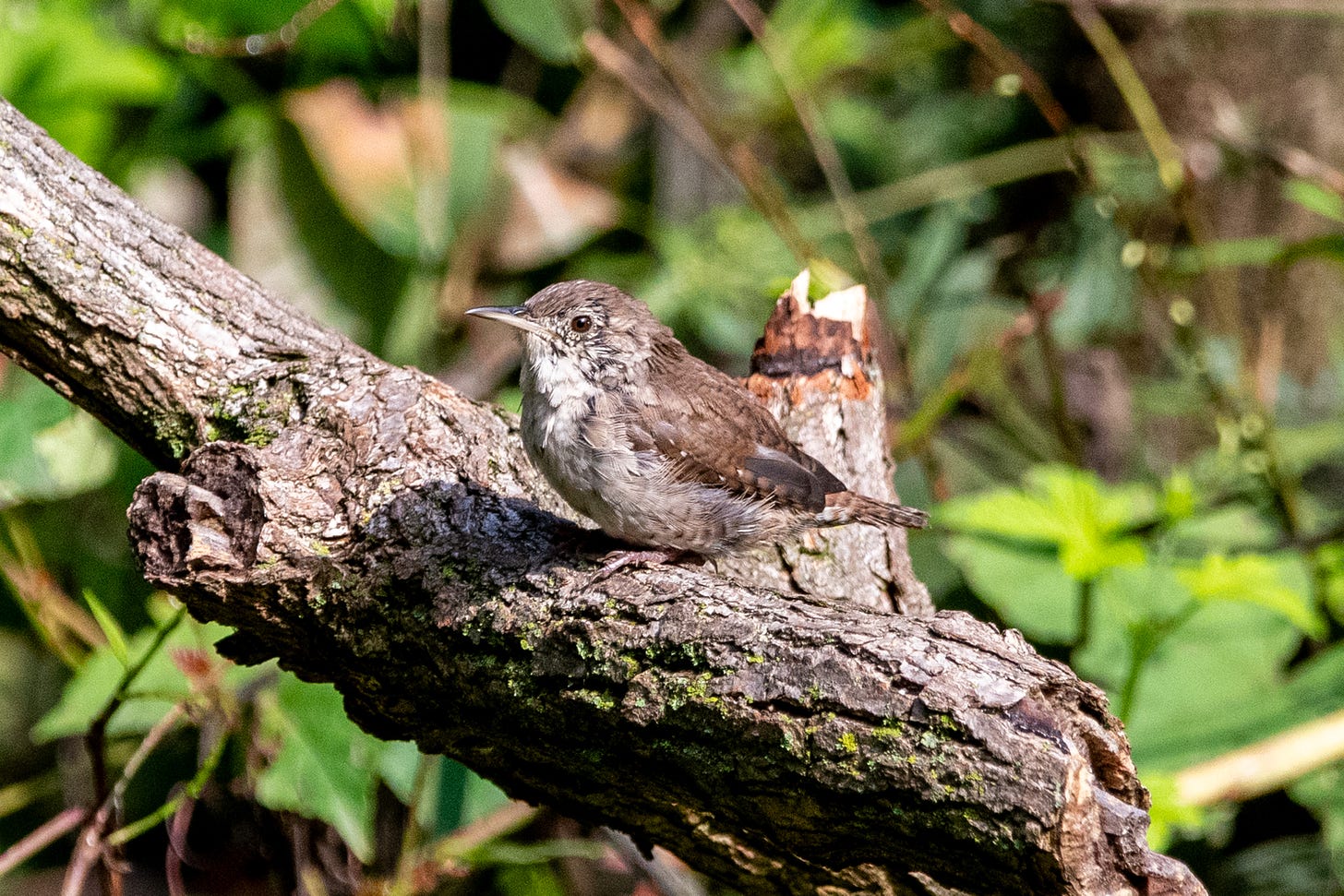 A somewhat blotchy house wren, perched on a dead branch in profile