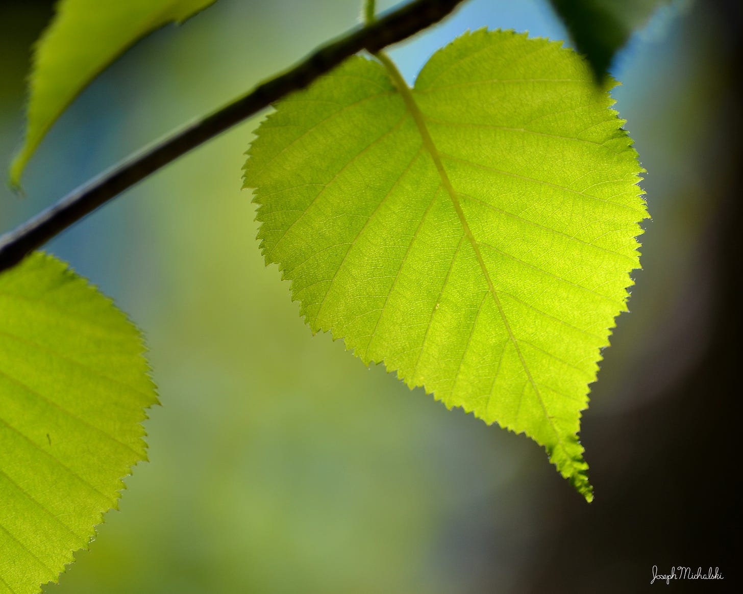 A heart-shaped birch leaf glows in summer sunshine.