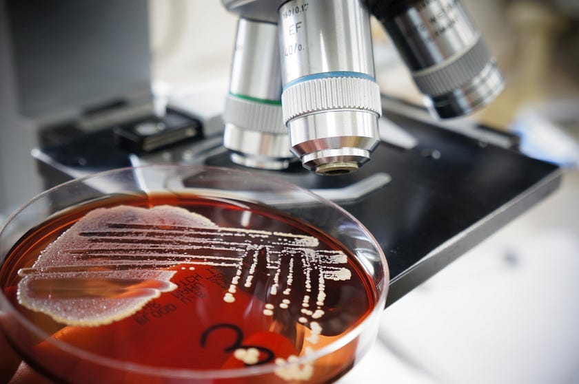 Growth of antibiotic-producing mold on a petri dish