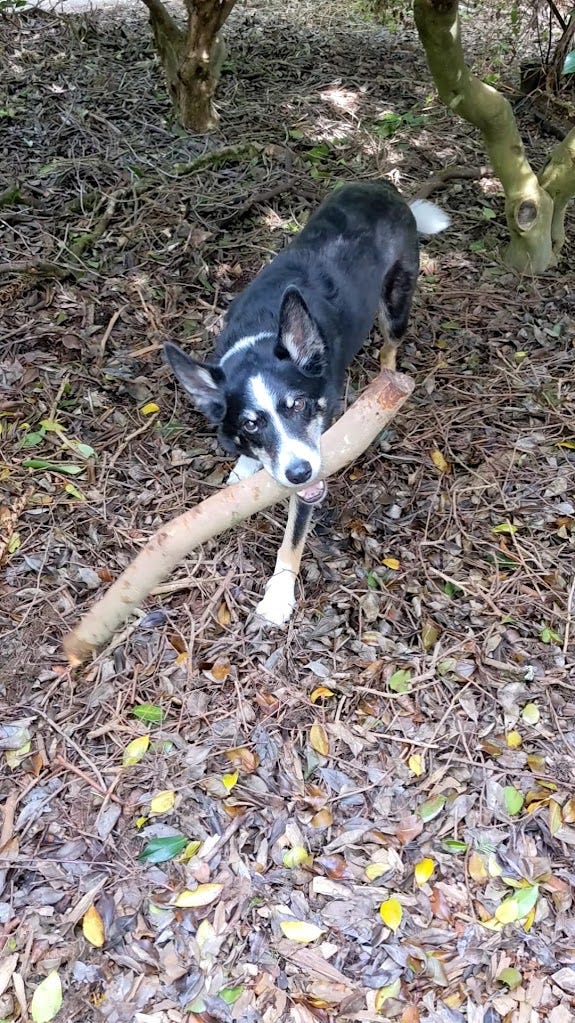 Border Collie holding big stick in his mouth