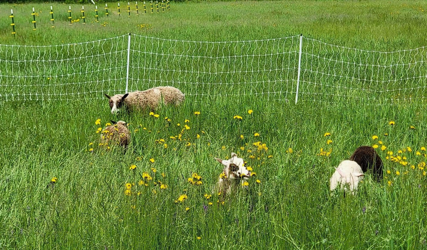 feeling antsy for field days