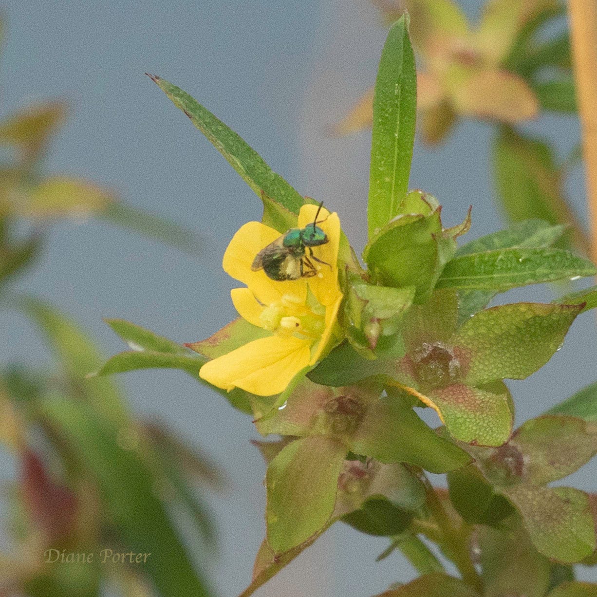 Seedbox blossom with small green Halictid bee visiting it for pollen.