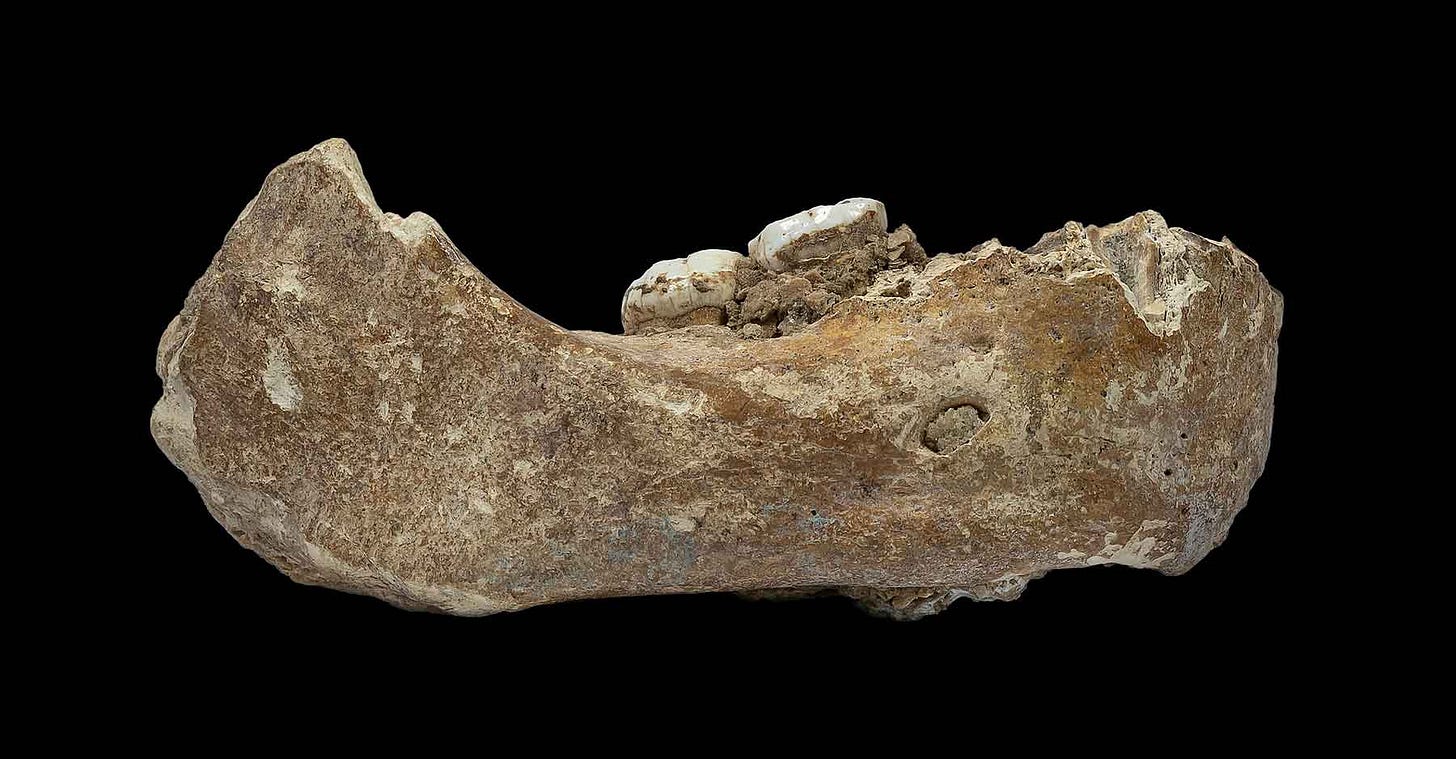 Fossil mandible from Xiahe, China, viewed from right side. Fossil mandible from Xiahe, China, viewed from right side.