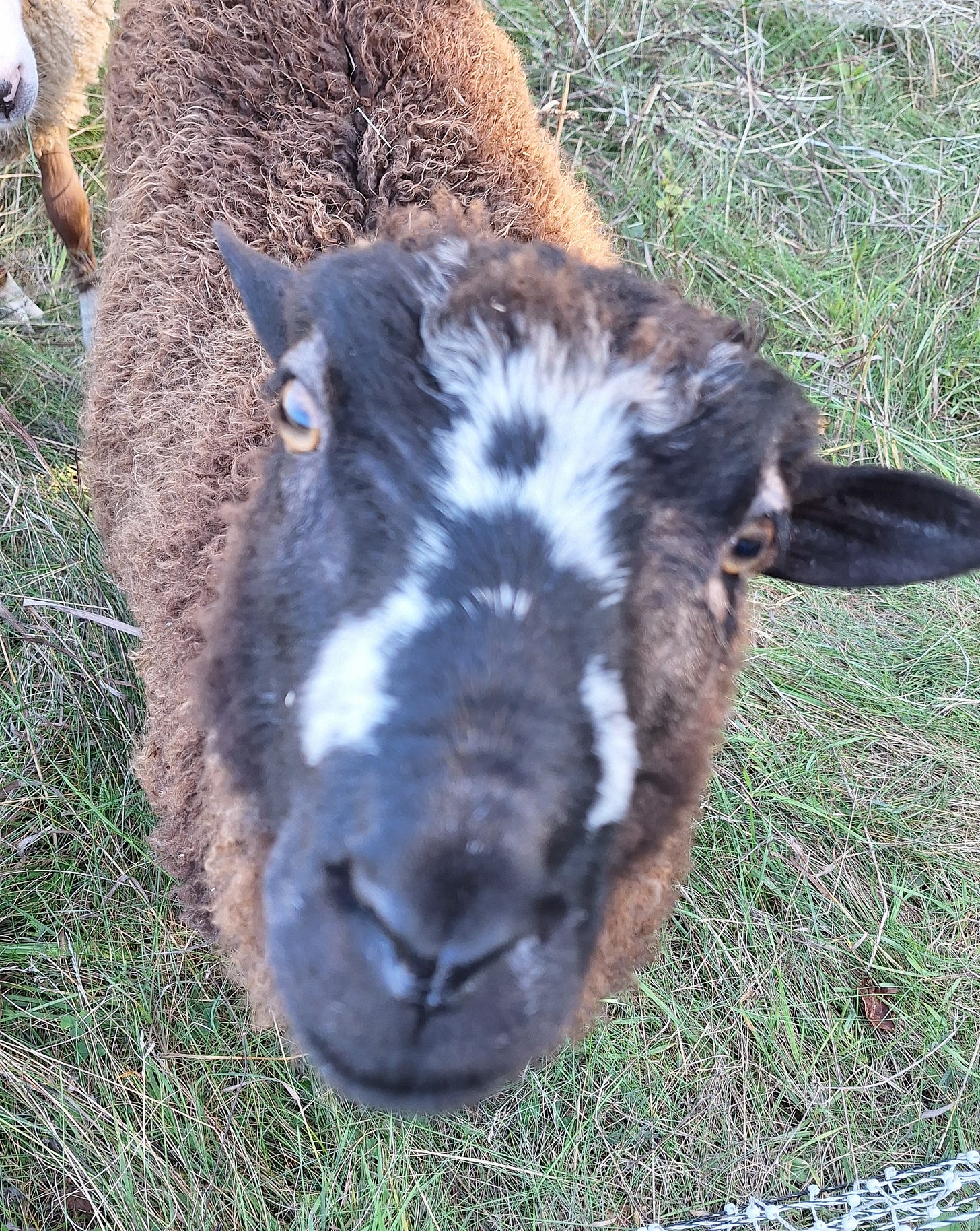 runamuk sheep day