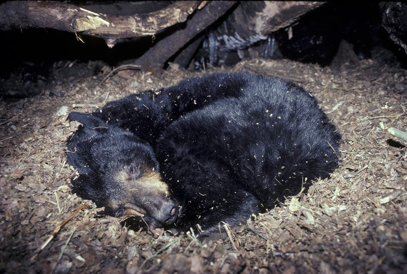 Do Black Bears Hibernate? - North American Bear CenterNorth American Bear  Center