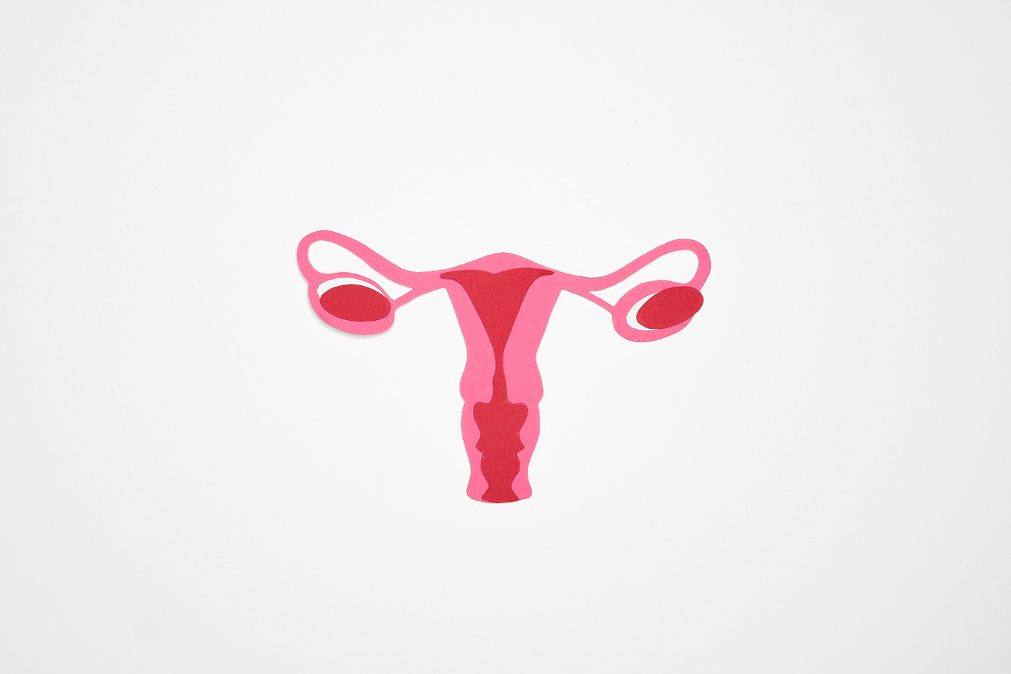 Free Graphic Art of a Woman's Ovary Stock Photo