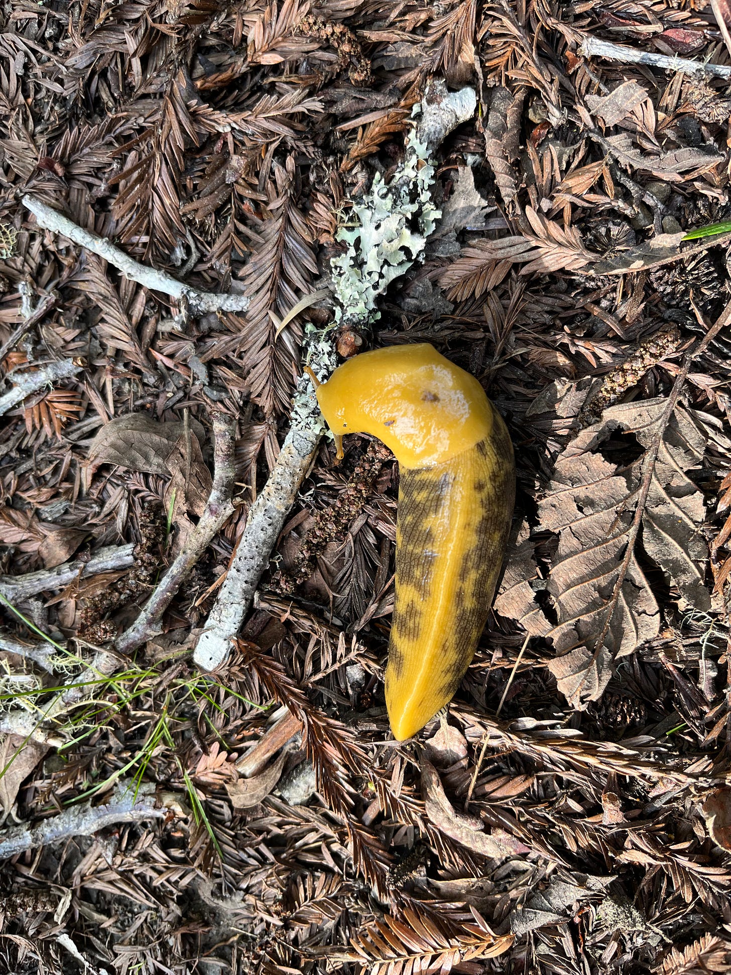 yellow-orange banana slug with its head over a stick covered in light green lichen