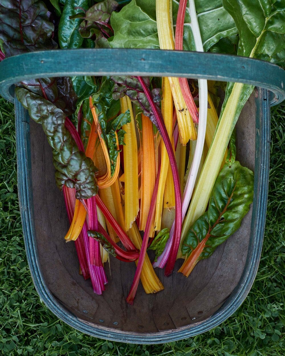 chard harvest CREDIT Kathy Slack.jpg