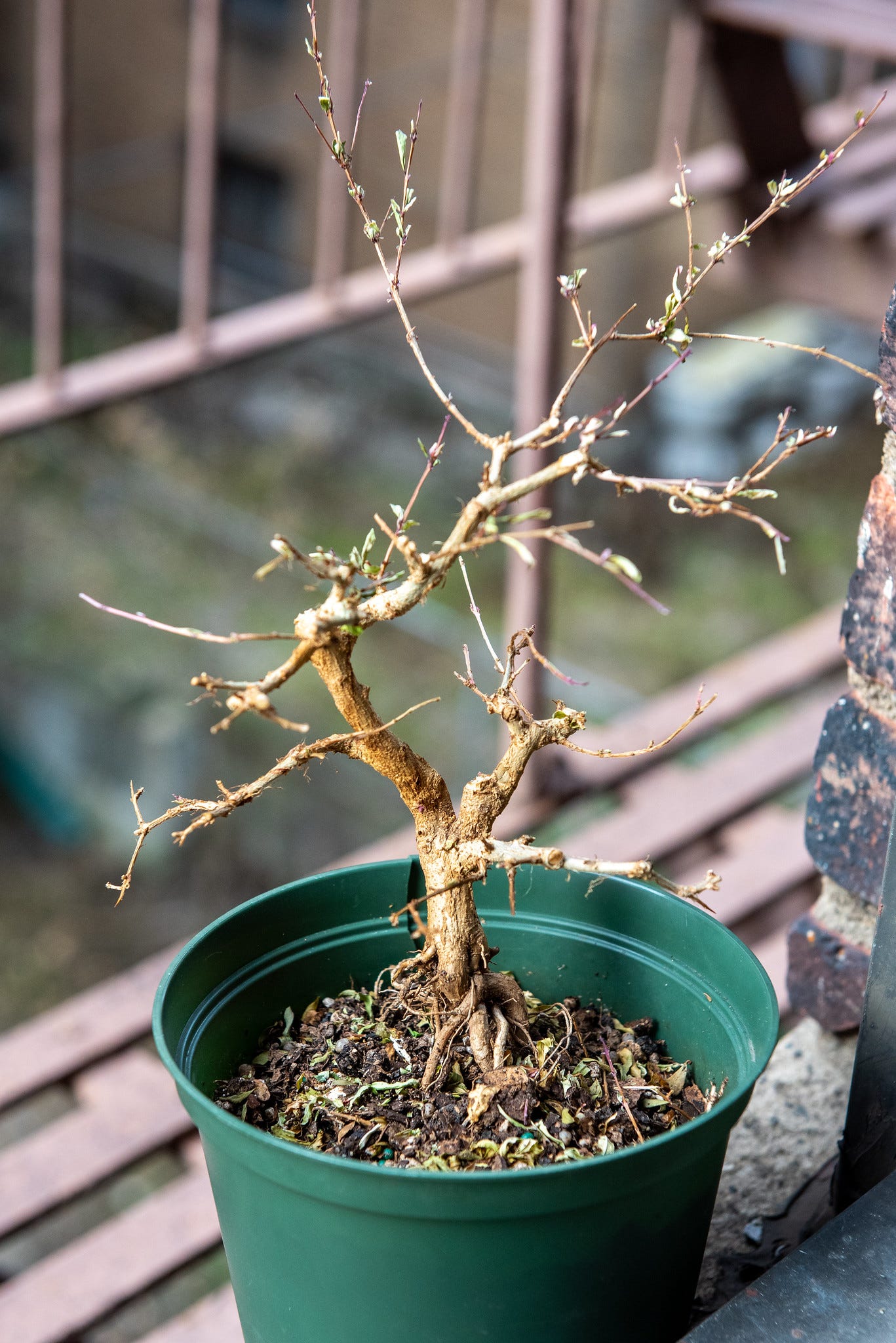 ID: View of the tree from the front showing a split trunk design that branches forward and back on itself.