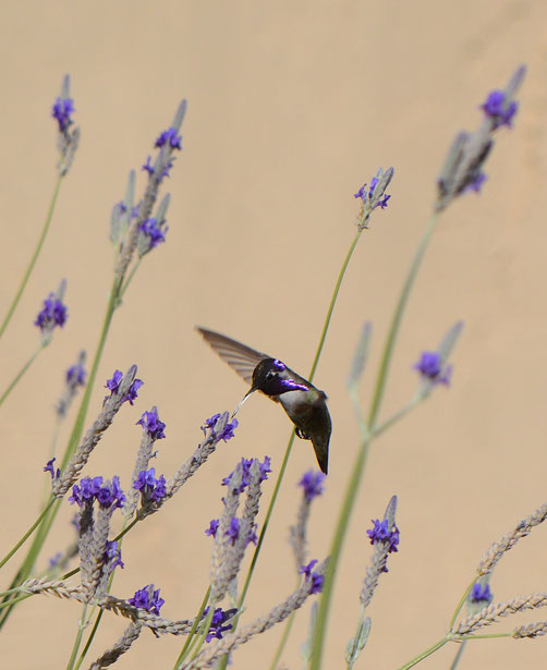 male Costa's hummingbird and Lavandula multifida