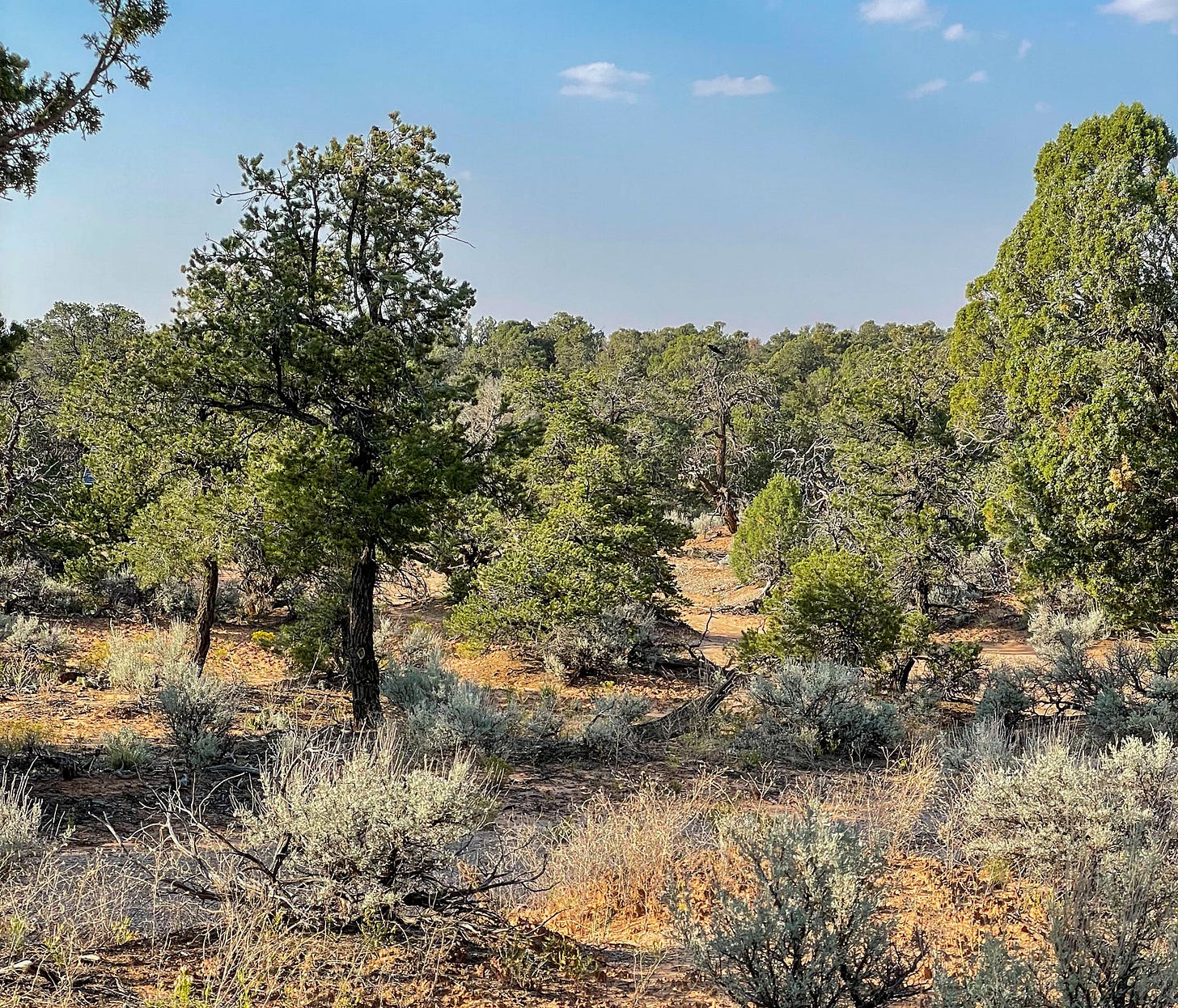 Pinyon pines and junipers form a unique forest in the Four Corners region of the US Southwest