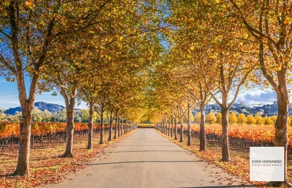 Fall Foliage, Autumn Colors, Seasons Change