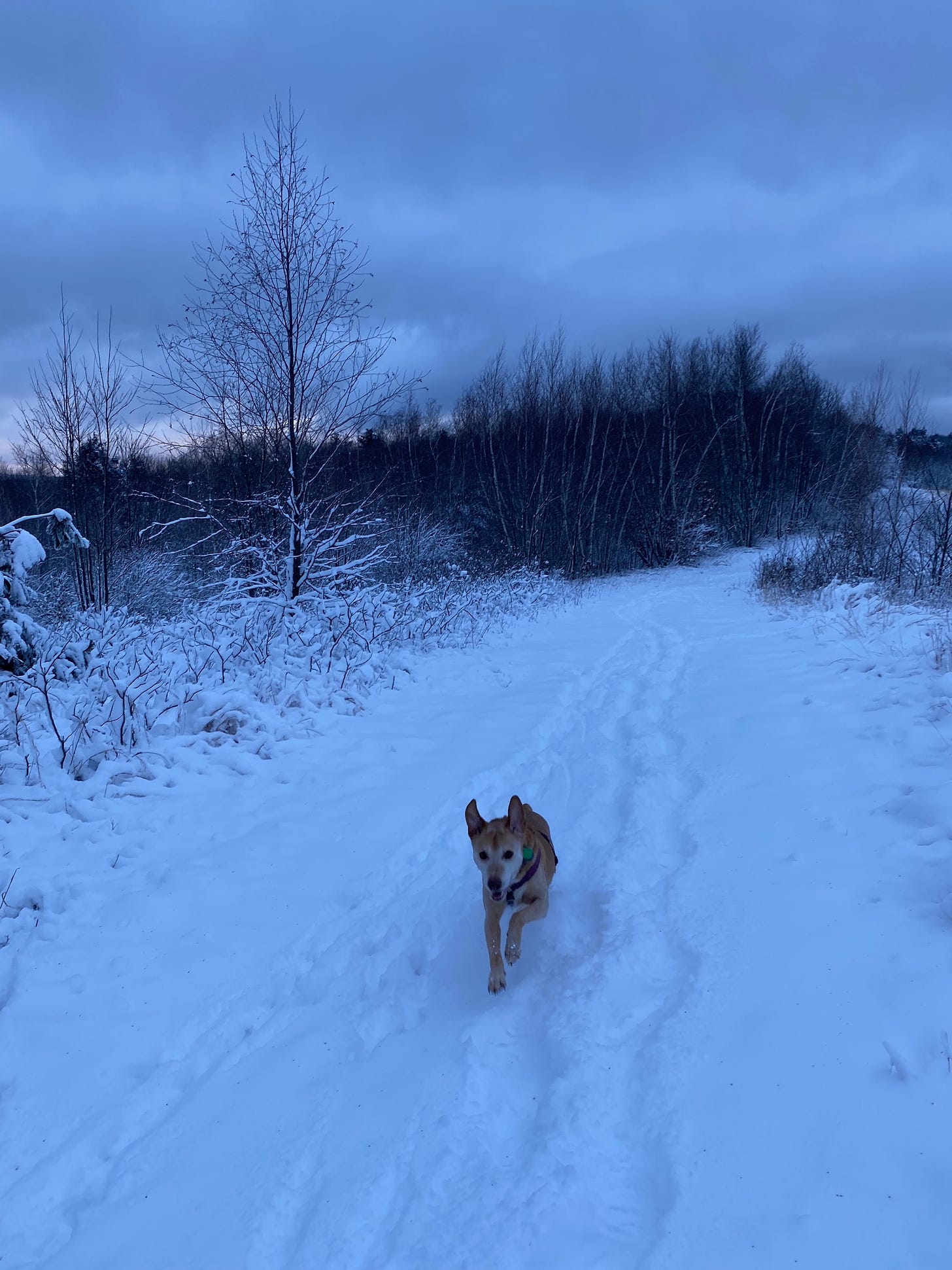 Nessa bounding along a snowy path on a grey, snowy day, ears flapping and legs extended.