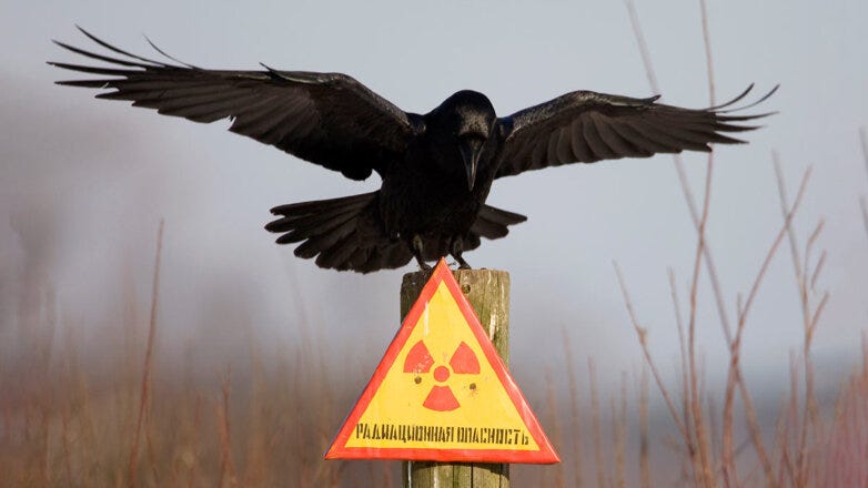Raven sitting on a radiation hazard sign