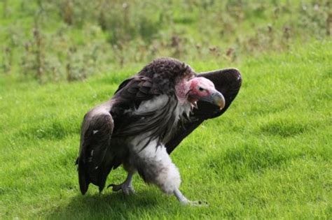 Create meme "the largest bird, vulture, birds of prey" - Pictures ...