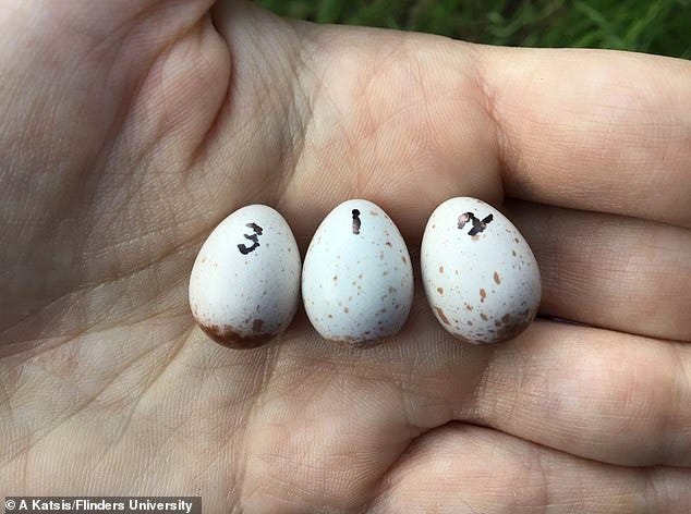 Birds start learning to peep, chirrup and sing well before they hatch by listening to their parents vocal calls, researchers based in Adelaide, Australia report. Pictured, eggs of the superb fairy-wren (Malurus cyaneus) used in the Flinders BirdLab experiments