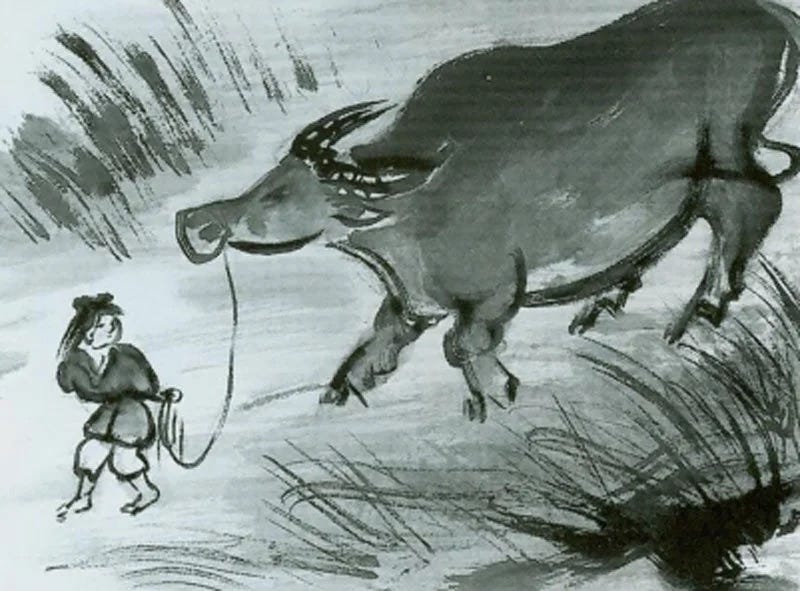 Someone leading a bull on a halter