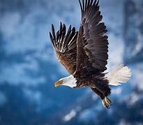Image result for Grand Teton eagle