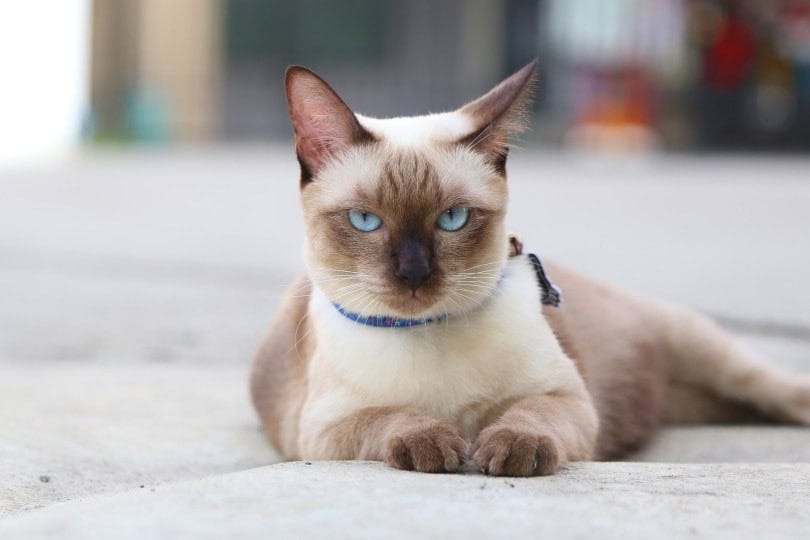 Applehead Siamese: Facts, Origin & History (With Pictures) | Hepper