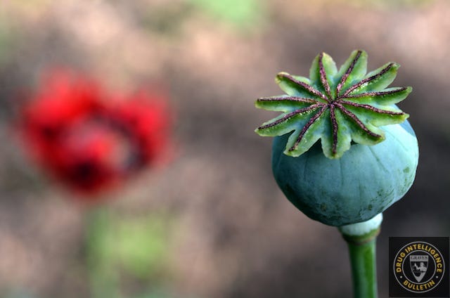 opium poppies