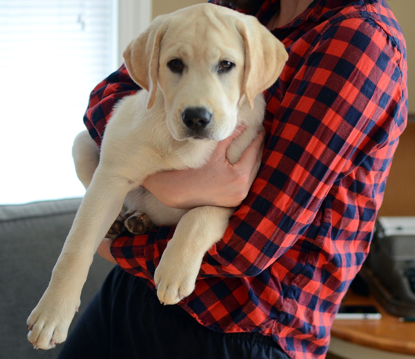 A yellow Labrador retriever puppy is held by a woman wearing red and black flannel. 