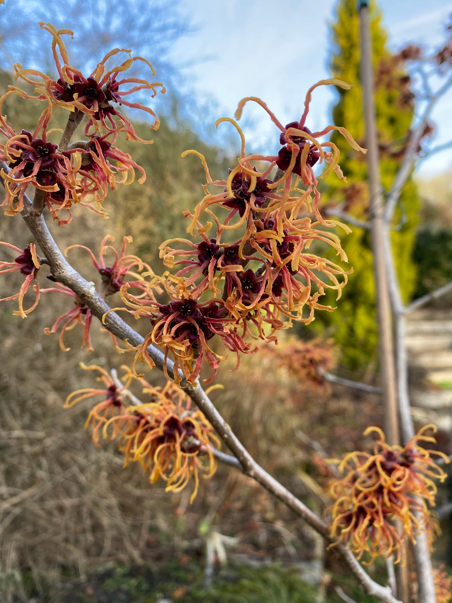 A close up photo of the spidery yellow-orange-red flowers of witch hazel.