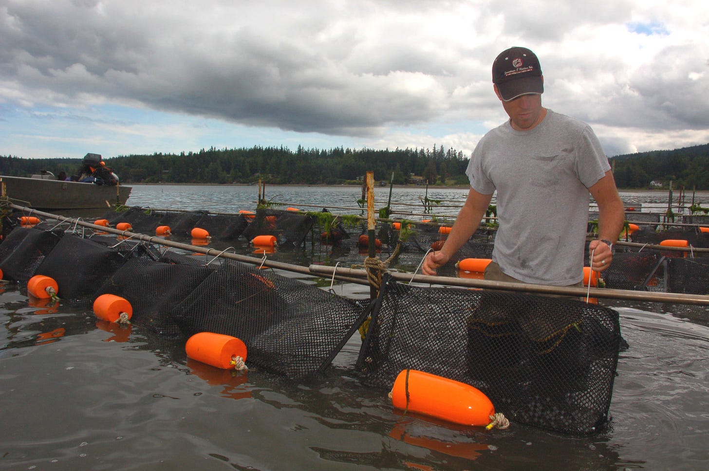 Tribal biologist Chris Whitehead adjusts a mesh bag of oysters on Sequim Bay.