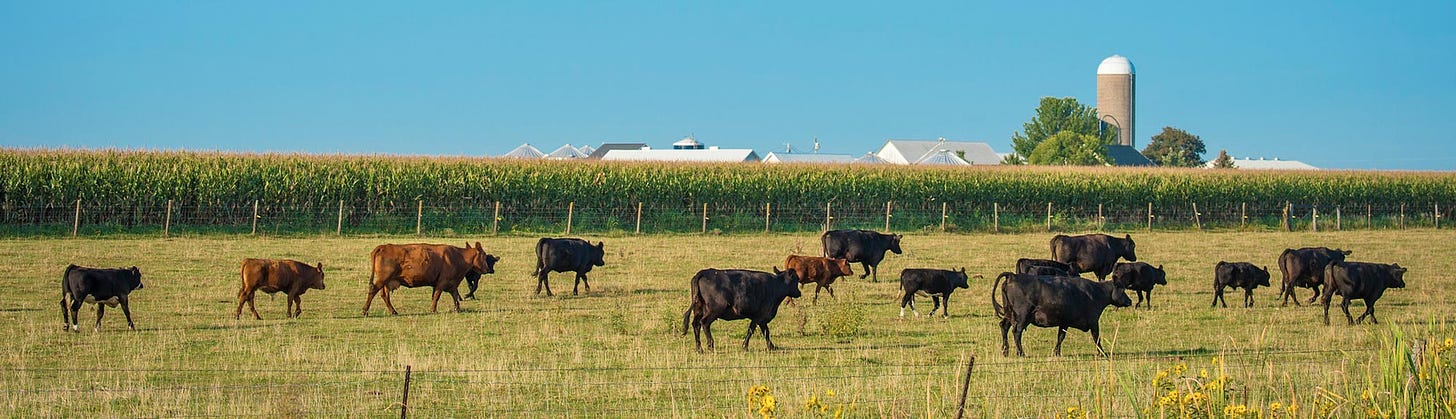 cattle walking in a field