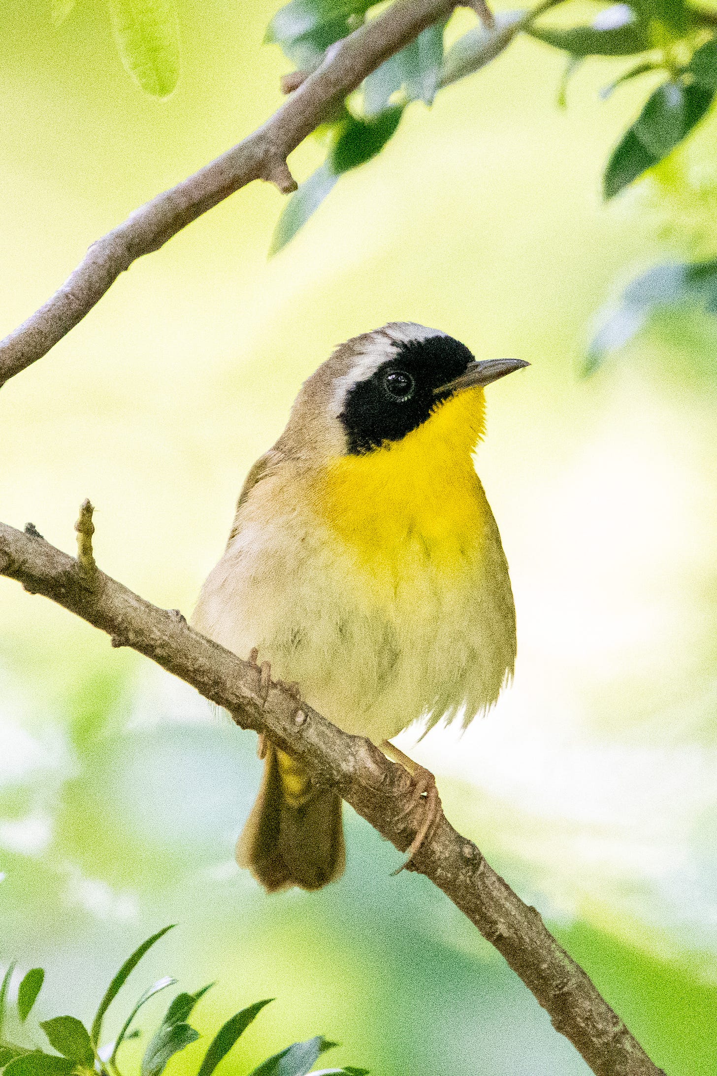 A close-up photo of a male common yellowthroat, perched on a bare branch against a chartreuse background