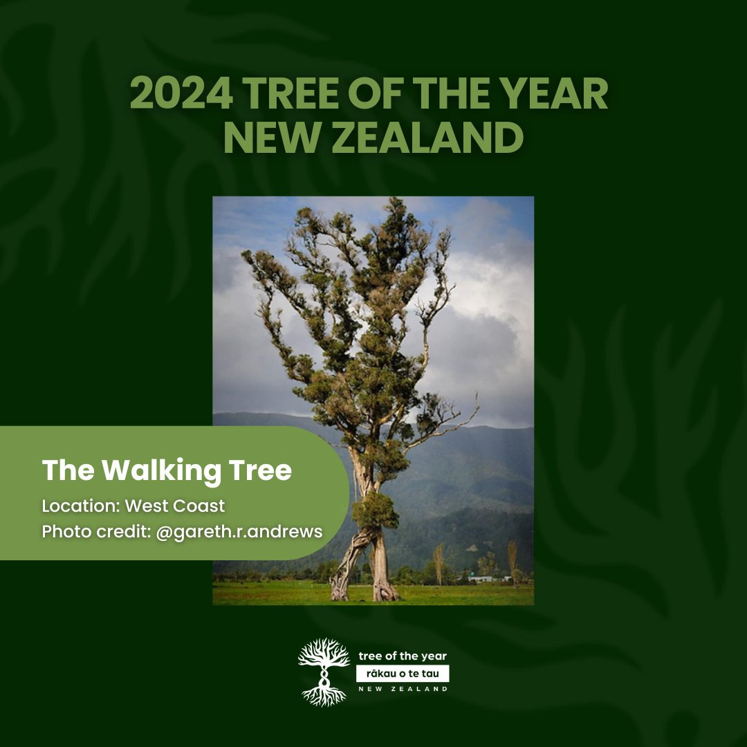 May be an image of text that says '2024 TREE OF THE 2024TREEOFTHEYEAR YEAR NEW ZEALAND The Walking Tree Location: Location:WestCoast West Coast Photo credit: @gareth.r.andrews tree fthe year rakauo tetau tau EWZGALAN E A 小流素'