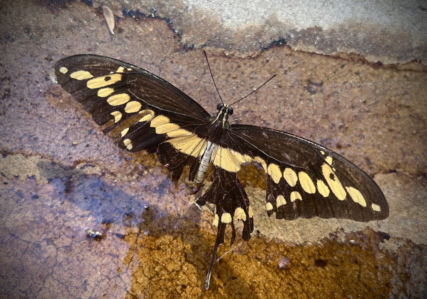 Picture of tiger swallowtail butterfly with damaged wings drinking from a puddle of water on wet concrete