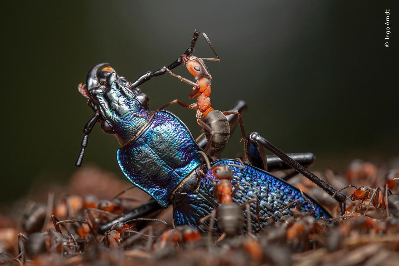 Entitled "The Demolition Squad," this striking image by Germany's Ingo Arndt shows a red wood ant doing its part to help dismember a blue ground beetle