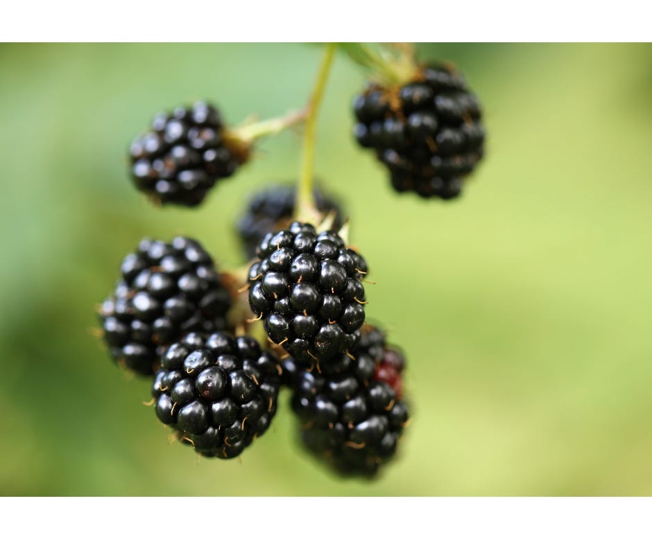 blackberries on the stem