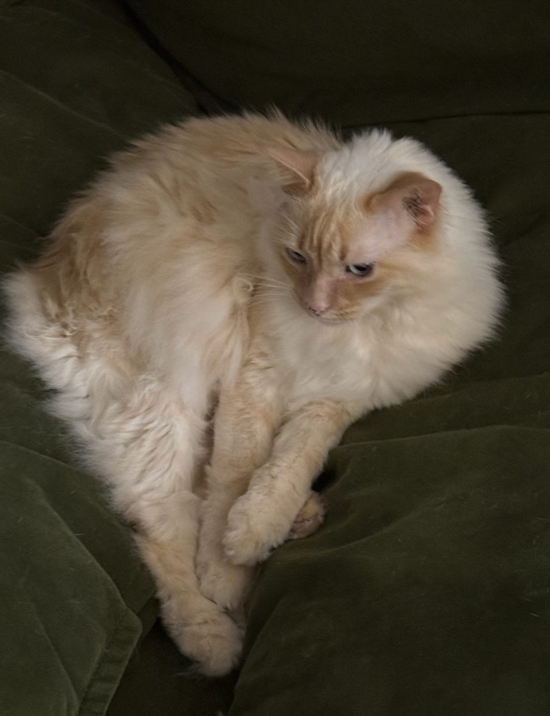 white floof on green couch; all her paws are crossed so she looks like a floofy white triangle