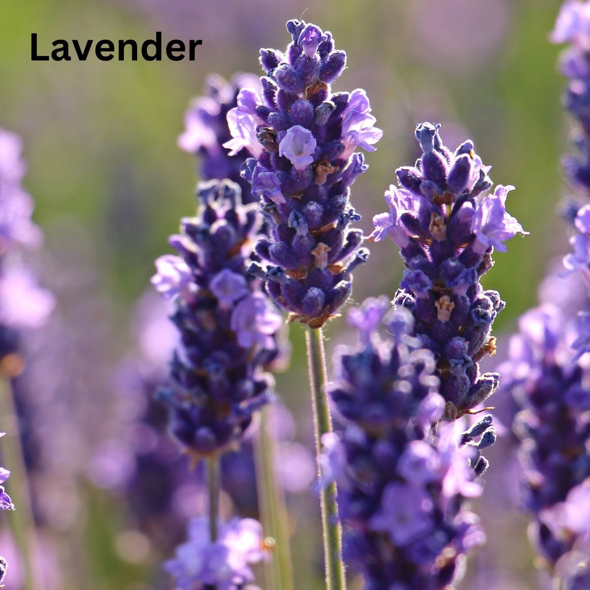 lavender flowers