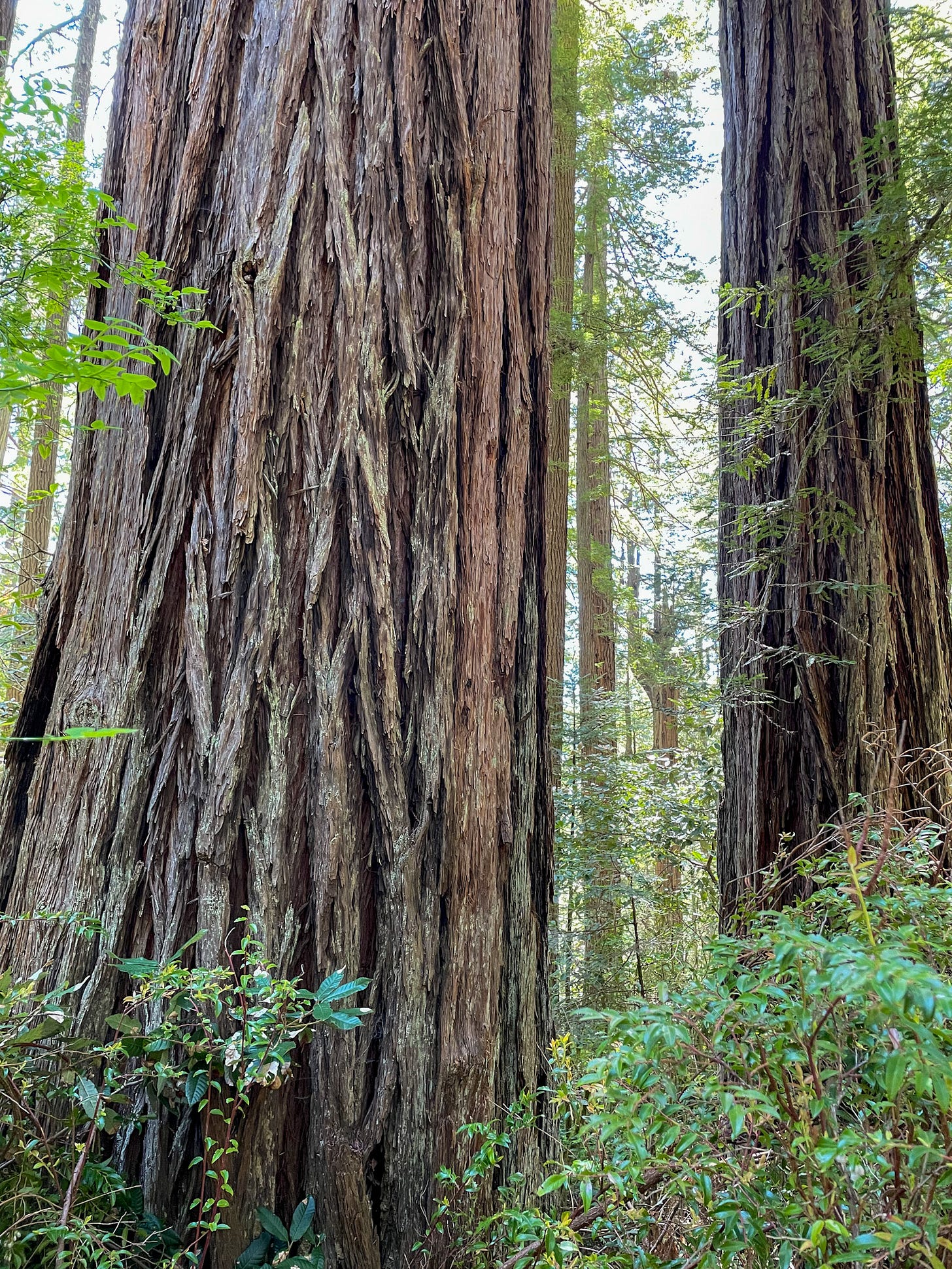 Along the trail in Redwood National Park