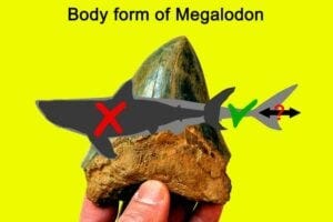 Study sheds new light on the body form of the Megalodon, and its role in shaping ancient marine life.